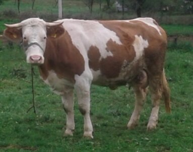 Farmerski poslovi sve češći u Bosni i Hercegovini